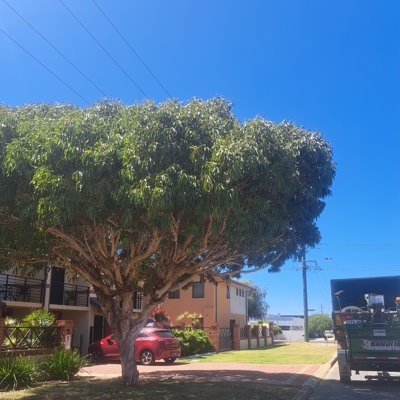 Hayes Tree Care - Hayes Tree Care